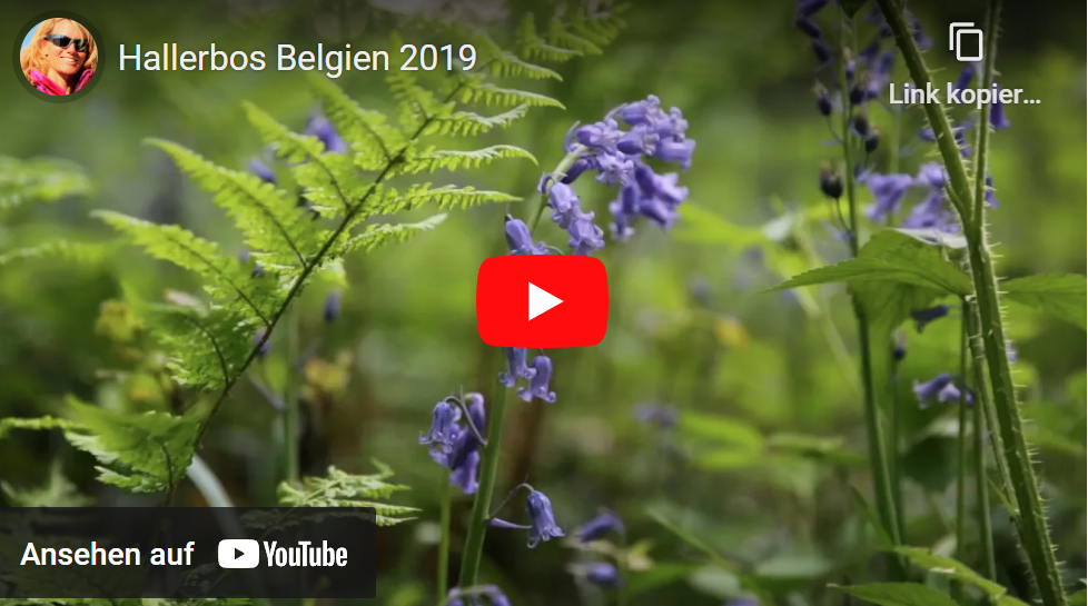 Naturfilm: Hallerbos Blütezeit Hasenglöckchen (Belgien) 2019