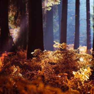 Wandbild Alu Dibond: Herbstwald goldenes Farn und Nebel.