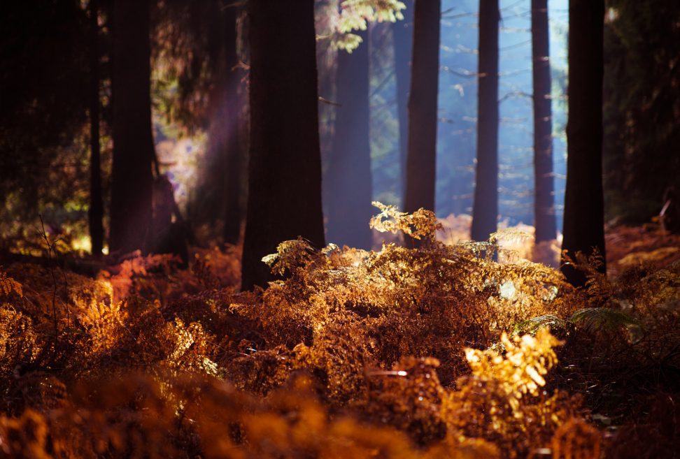 Wandbild Alu Dibond: Herbstwald goldenes Farn und Nebel.