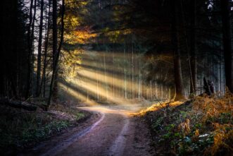 Wandbild Sonnenstrahlen im Wald bei Ransbach-Baumbach.