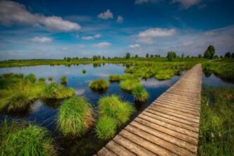 Nationalpark Hohes Venn im Sommer als Wandbild