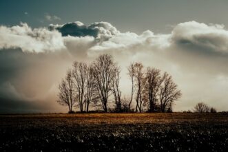 Baumgruppe im Westerwald als Wandbild