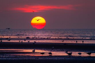 Strand zwischen Zeebrugge und Blankenberge am Atlantik zum Sonnenuntergang als Wandbild auf Leinwand, Alu-Dibond oder Bilddatei.