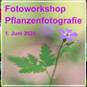Fotoworkshop Pflanzenfotografie Westerwald 2024