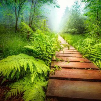 Hohes Venn Nationalpark: Farn wächst am Rande des Holzsteges