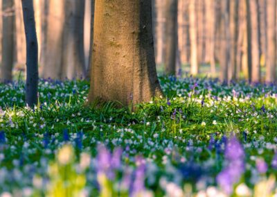 Landschaftsfoto: Hyazinthenblüte im Hallerbos - Belgiens magischer Wald mit seinem blauen Blütenteppich im Frühling.