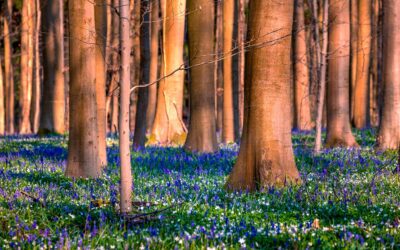 Unterwegs im Hallerbos (Belgien)