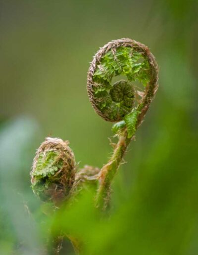 Pflanzenfotografie Fotoworkshop: Wenn der Farn im Frühjahr anfängt sich aufzurollen. Dryopteridaceae, Dryopteris filix mas