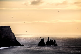 Die Felsnadeln bei Reynisdrangar sind bei Vögeln ganz besonders beliebt.