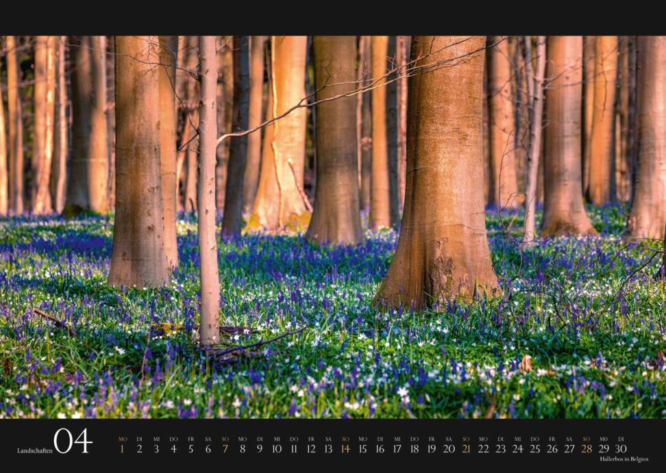 Kalender Europa Landschaft 2024: Hyazinthenblüte in Hallerbos, Belgien
