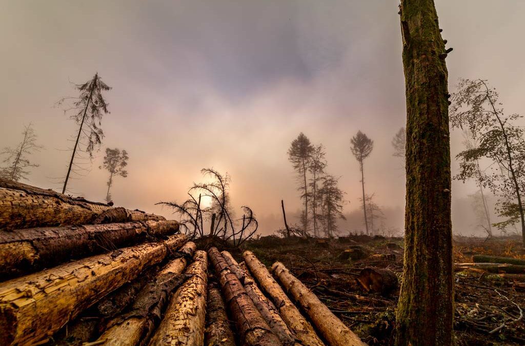 Waldsterben 2punkt0 – Westerwald besonders betroffen