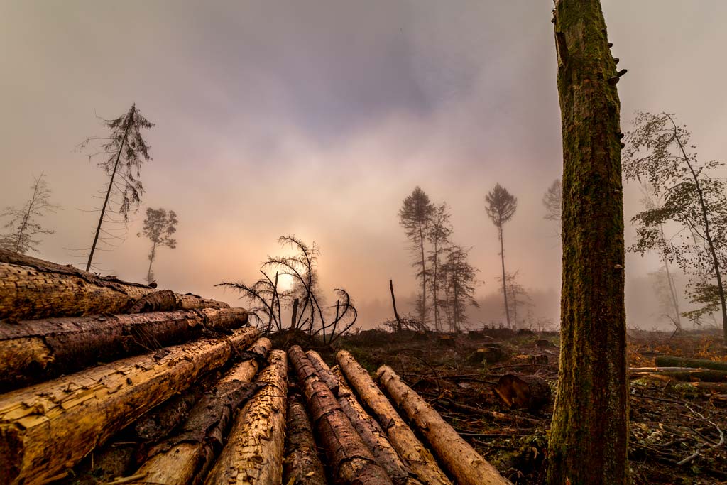 Waldsterben durch Borkenkäfer im Westerwald.