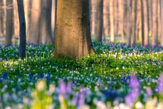 Landschaftsfoto: Hallerbos mit Hyazinthenblüte voll aufgelöst mit Nutzungslizenz zum Download im Shopbereich.