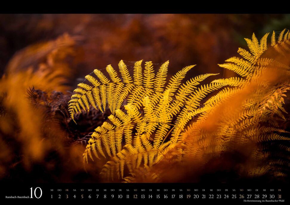 Monatsblatt Oktober des Wandkalenders Ransbach-Baumbach 2025: Herbststimmung im Baumbacher Wald