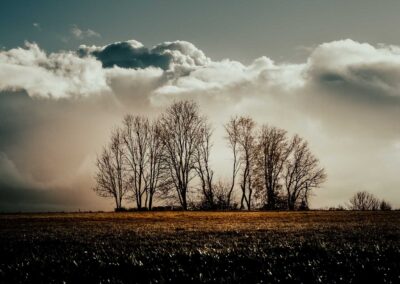 Baumgruppe bei Langenhahn - Fotoausstellung Westerwald