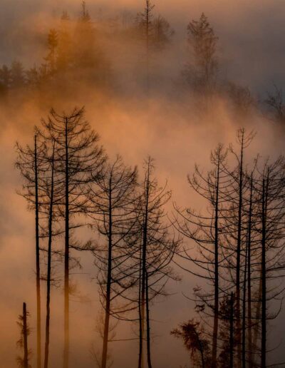 Nebelschwaden im Köppelwald des Westerwalds.