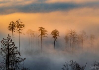 Nebelschwaden umhüllen den Köppelwald im Westerwald