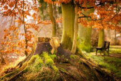 Landschaftsfoto des Ufers beim Erlenhofsees in Ransbach-Baumbach.