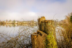 Landschaftsfotografie: Baumstumpf am Ufer des Erlenhofsees in Ransbach-Baumbach